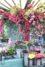 Ladda upp bild till gallerivisning, London in Bloom