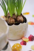 Load image into Gallery viewer, Äggskal Vit