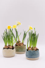 Load image into Gallery viewer, Äggskal Vit