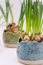 Ladda upp bild till gallerivisning, Äggskal Blå